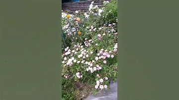 Айсберг. Розы в саду