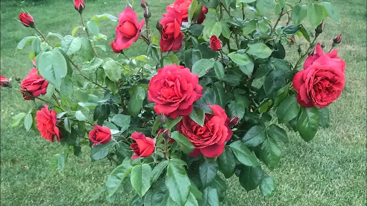 Как укрывать штамбовые розы на зиму?! Проверенный способ! Лёгкая укладка.. 🌹🙌