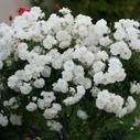 Роза флорибунда Iceberg (Айсберг)